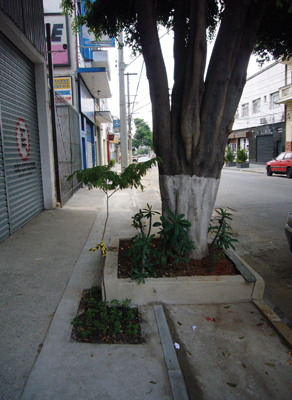 雷娜塔•卢卡斯、《快速数学》、2006 、混凝土、街灯柱、植床、树木。装置现场、Rua Brigadeiro Galvão, 圣保罗。27届圣保罗双年展。
&nbsp;