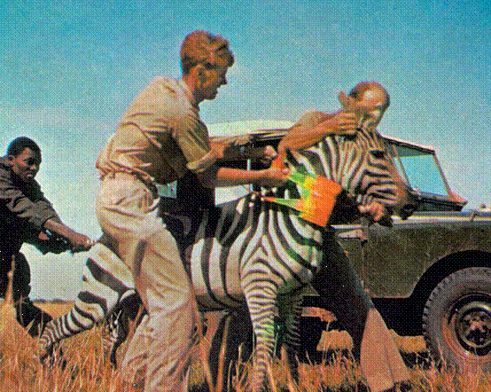 哈里斯•埃帕米诺达、《斑马》、2006、彩色录像截图、2分29秒。