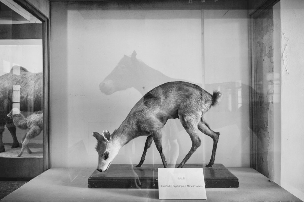 冯梦波，《毛冠鹿》，2012，黑白照片，102x68x5cm.