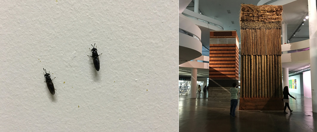 左：于热作品中的昆虫；右：圣保罗双年展上Lais Myrrha的作品《Double Standard》.