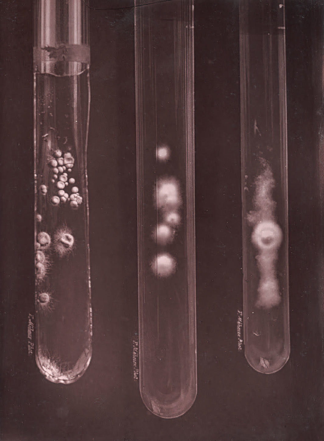 培养标本，巴黎巴斯德研究院，1887. 摄影：adoc-photos/Corbis/Getty Images.