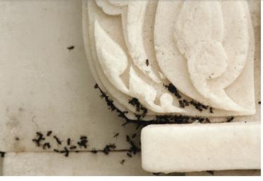 田秋怡、郭昂基和Richard Streitmatter-Tran、《九月芳香》（局部）、2008、5.5吨糖、210×210 ×260厘米、2008。2008新加坡双年展。
&nbsp;