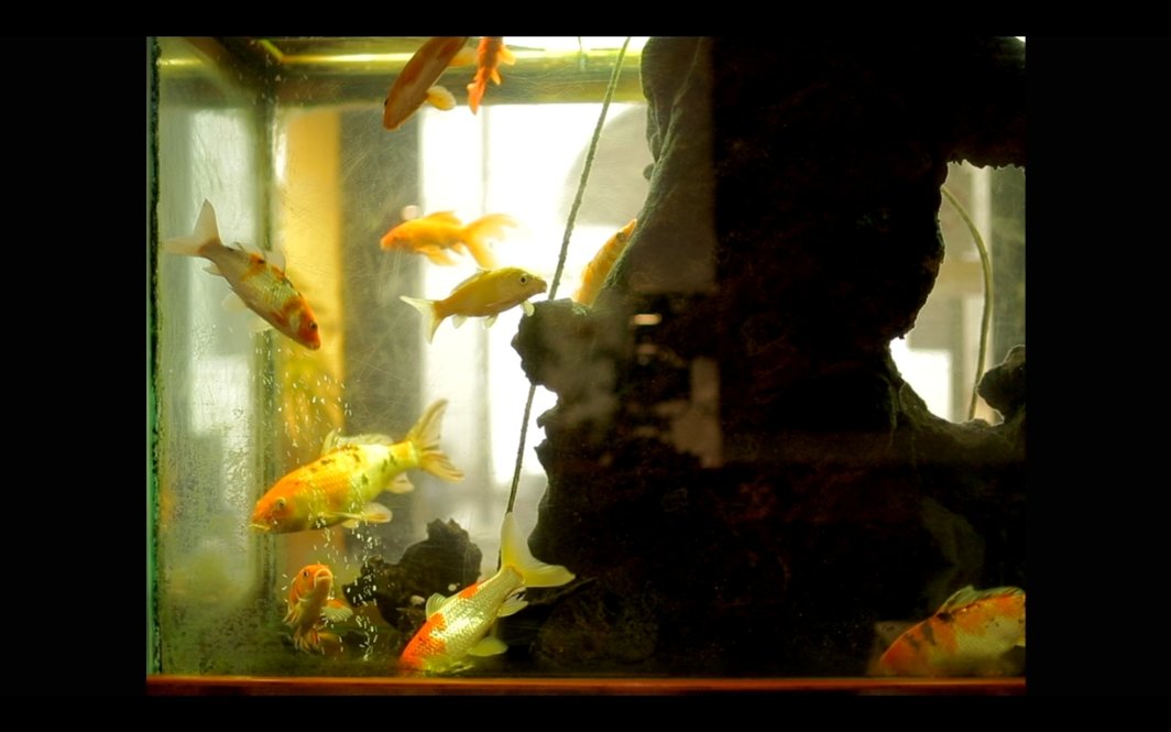 让-马里•斯特劳布，《鱼缸与国家》，2015，数字，高清，彩色，有声，32分钟.