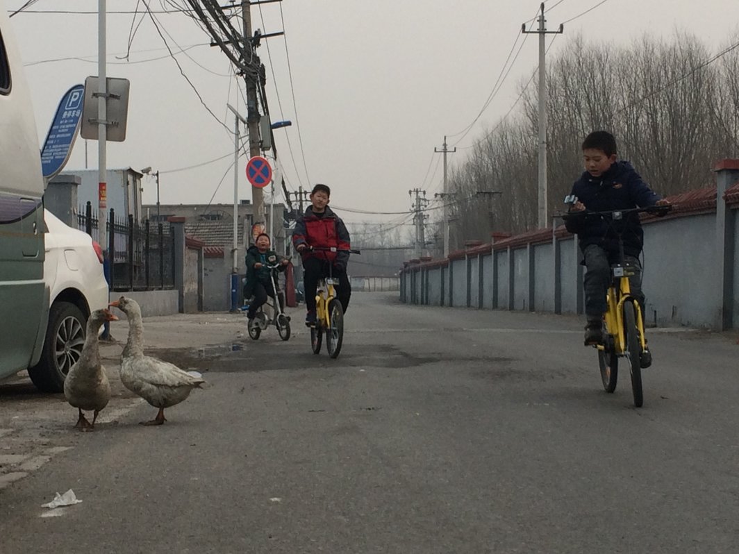  黑桥少年骑车嬉戏，不知谁家的白鹅变黑了，鹅以为它和我们一样强大.