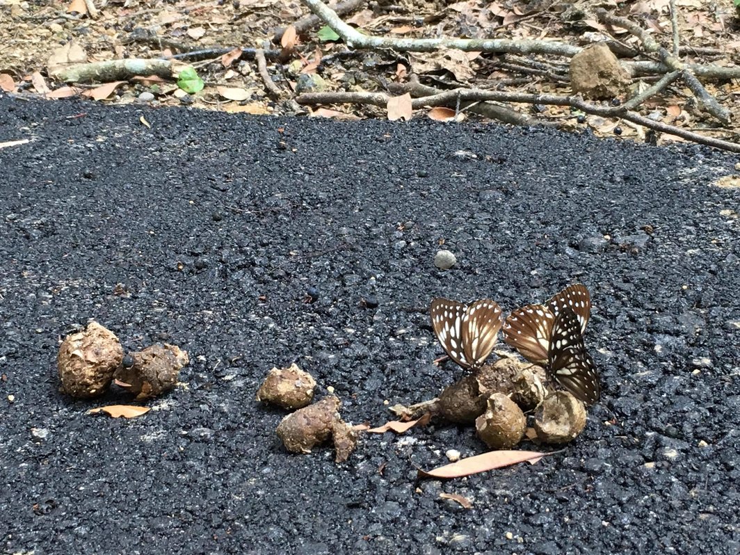 反&#8220;求偶舞&#8221;。当一个人觉得对方是蝴蝶时，就会有种&#8220;好那我要变成花，因为这样整个画面才美&#8221;——但事实上蝴蝶也是会接近大便的，营养才是重点而不是象征.