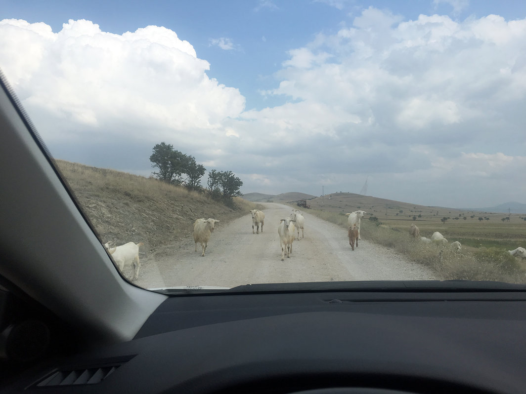 去往安塔利亚途中小镇上的羊群，土耳其，2018年7月25日.