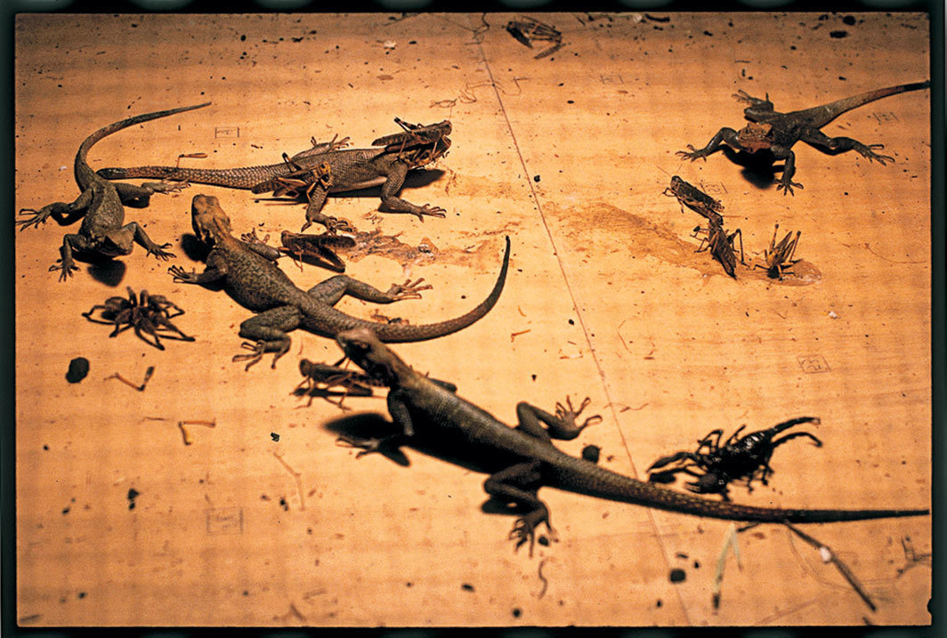 黄永砅，《世界剧场》（局部），1993，金属、木头、暖灯、电线、昆虫、爬行动物. 德国斯图加特“幽居城堡”展览现场.