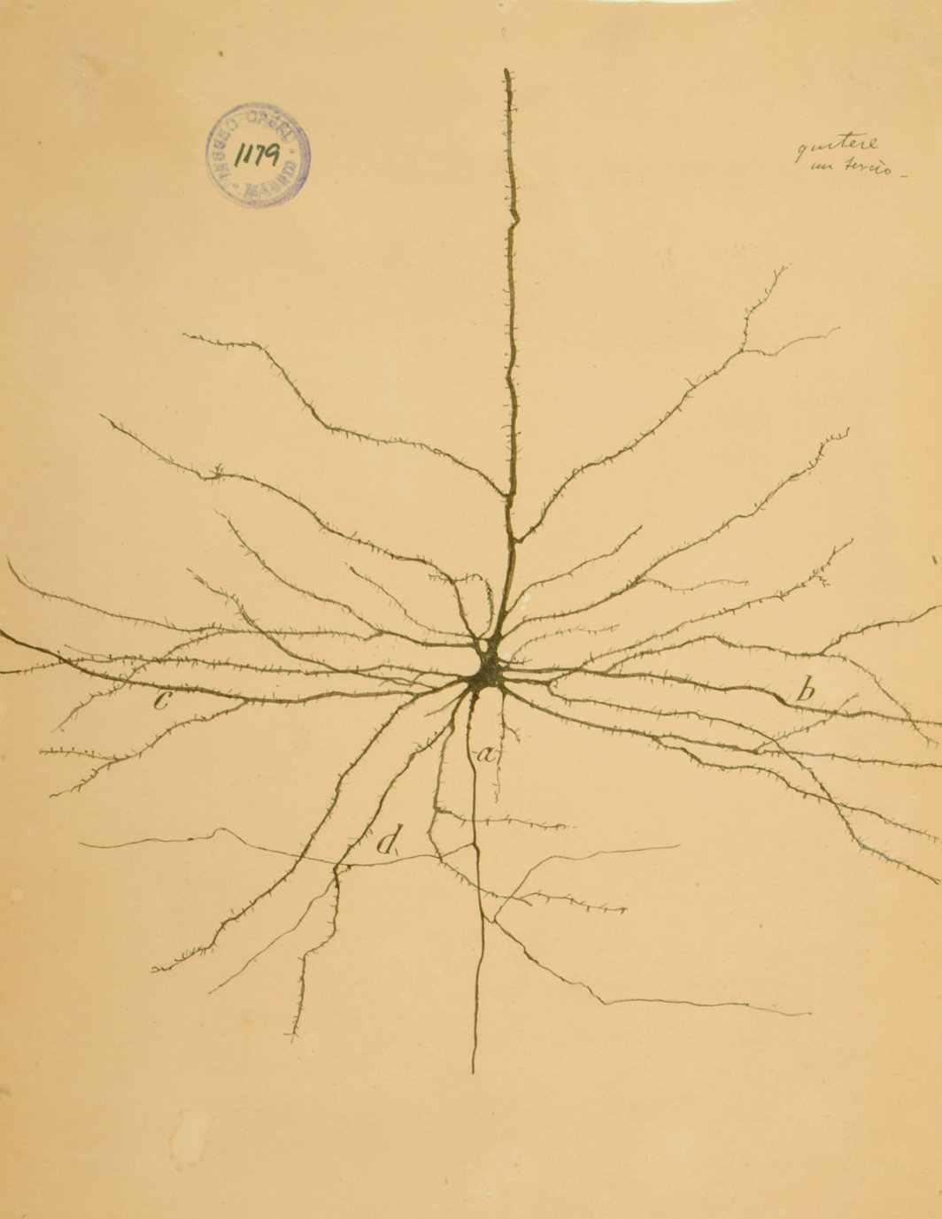 圣地亚哥·拉蒙·卡哈尔，《人类运动皮层的锥体细胞》，1899，纸上墨水和铅笔，85⁄8 × 67⁄8".