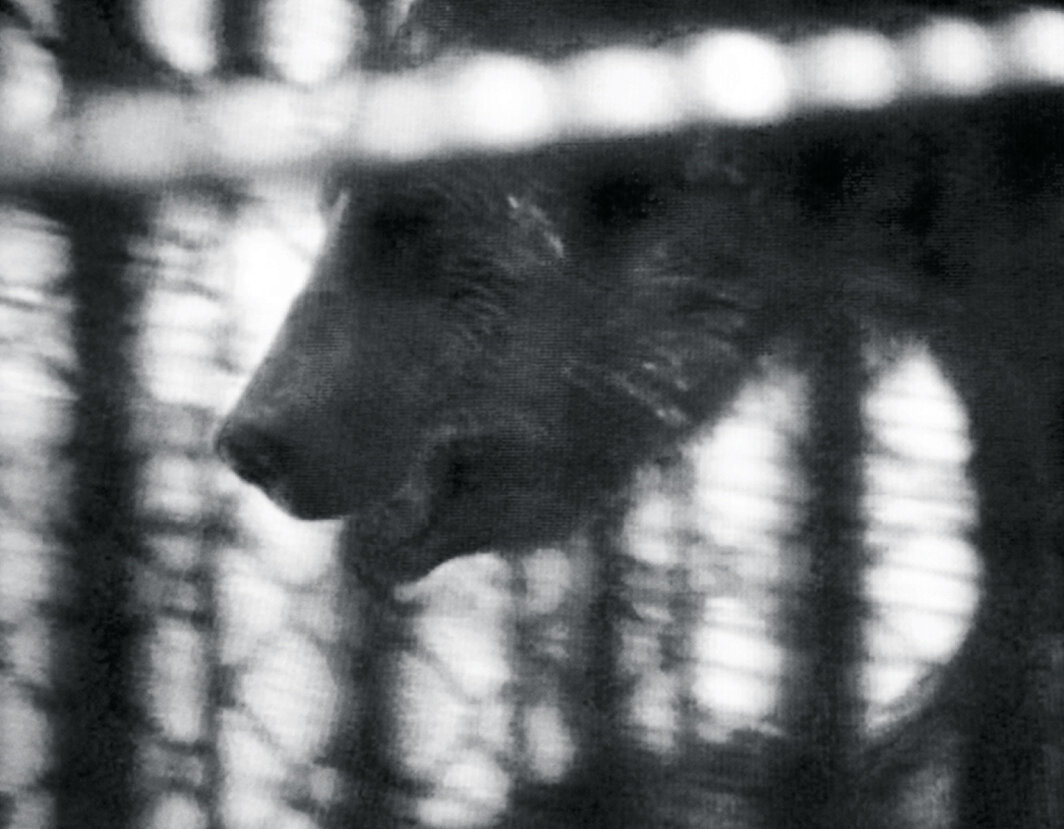 西蒙娜·福蒂，《三只灰熊》（Three Grizzlies），1974，录像，黑白有声，时长17分钟. 