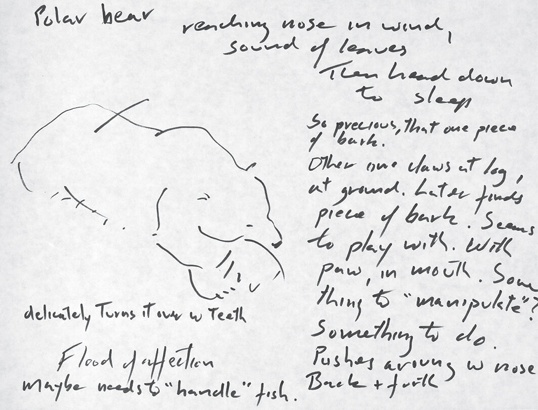西蒙娜·福蒂，《北极熊在风中探出鼻子（动物研究）》，1982，纸上墨水，9 × 12".