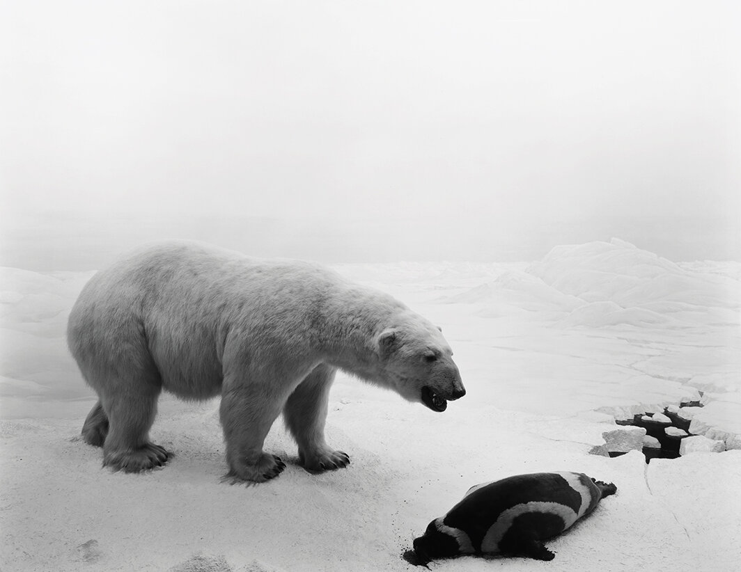 杉本博司，《北极熊》，1976，明胶银盐冲印，尺寸可变.