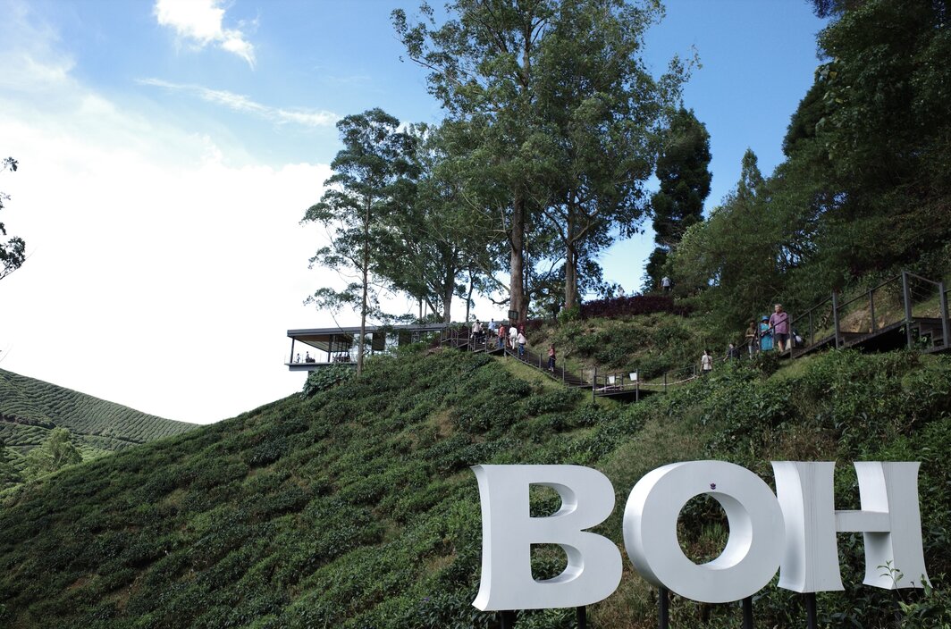 金马仑高原上的宝乐茶园.