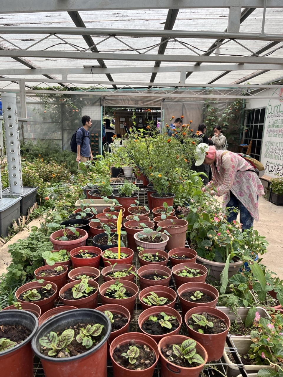 DumoWongi种植的香草与植物园.