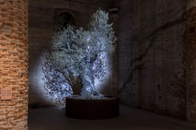 西奥·埃舍图，《伤心者的花园》（Garden of the Broken Hearted），2026，雕塑装置，橄榄树，旋转平台，聚光灯，影像，声音. 威尼斯军械库展览现场，第61届威尼斯双年展. 摄影：Marco Zorzanello.